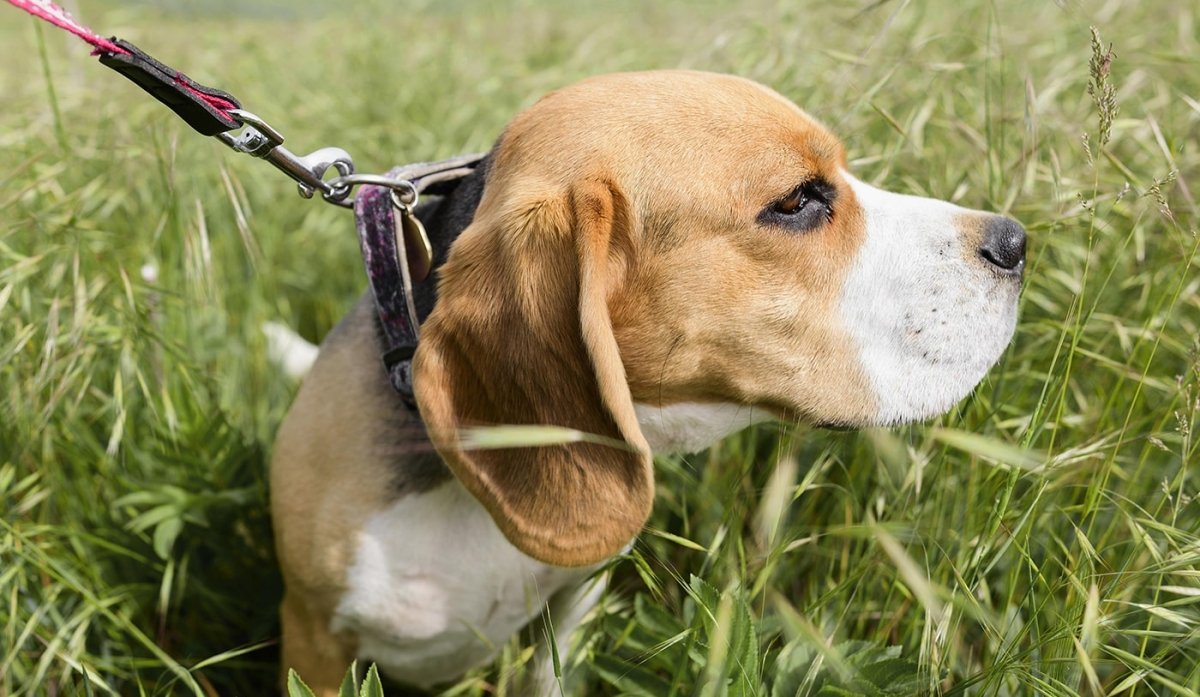 chien renifleur punaises de lit