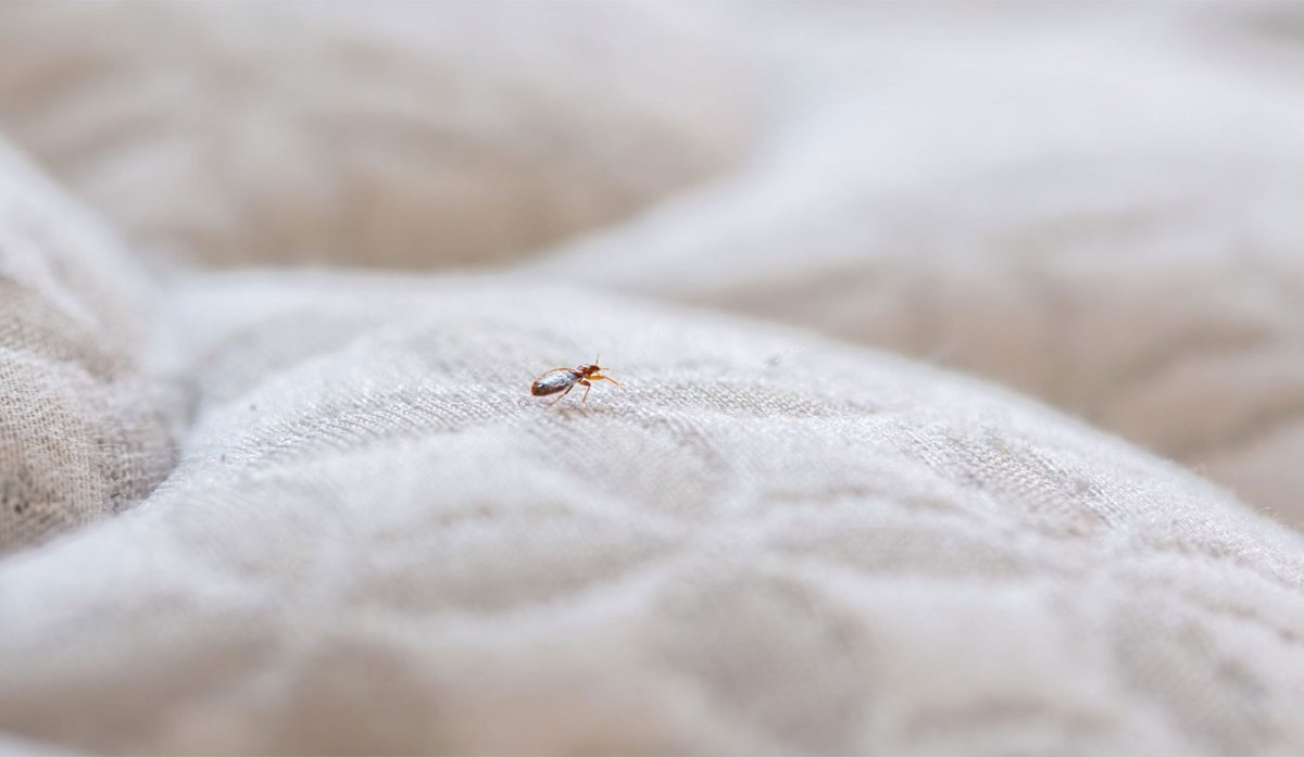 comment savoir si les punaises de lit ont disparu