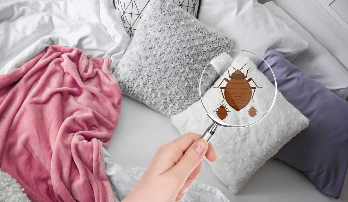 comment trouver le nid des punaises de lit