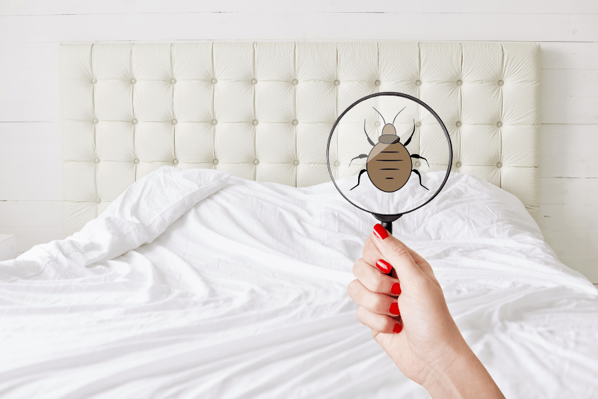 d'où viennent les punaises de lit ?