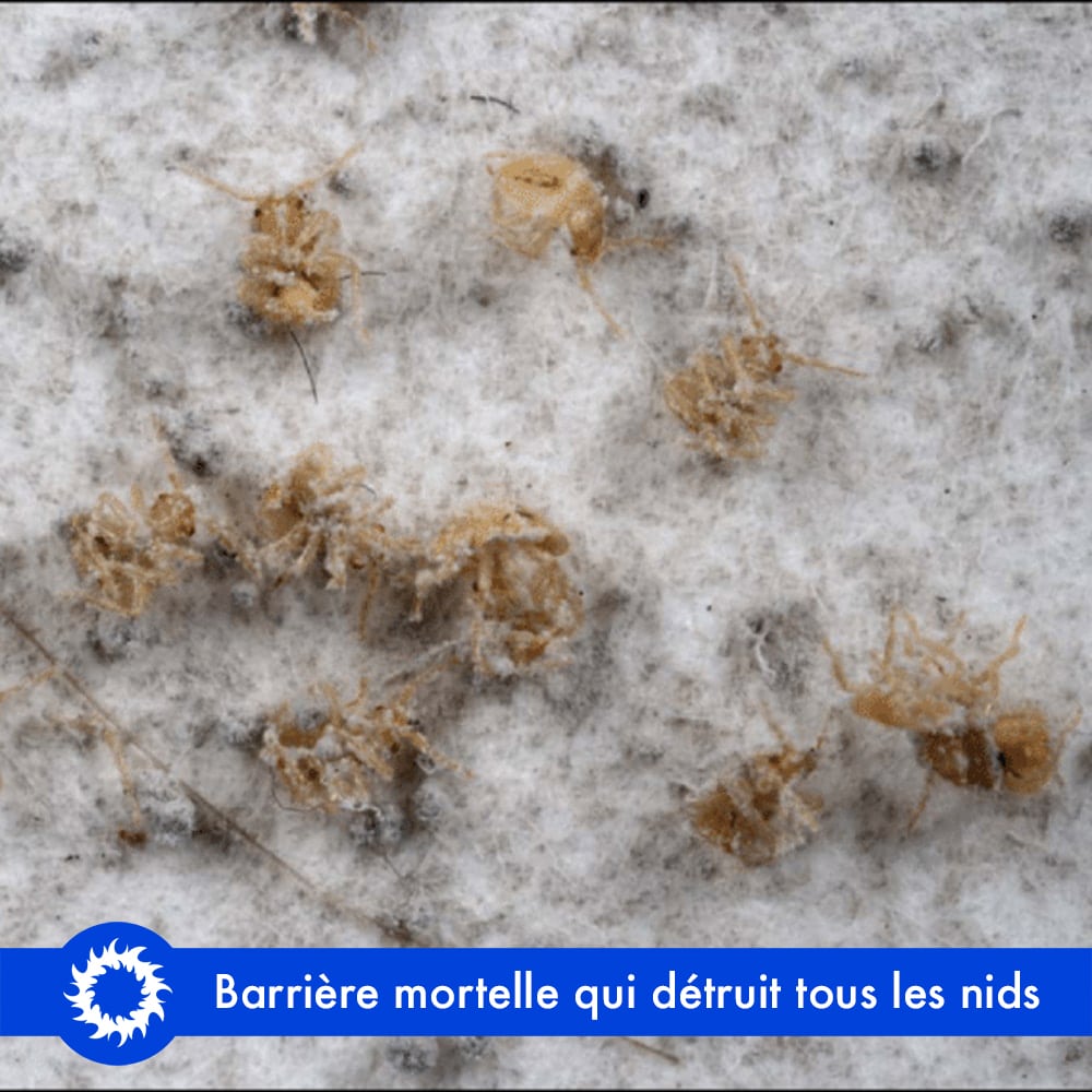 terre de diatomée punaise de lit