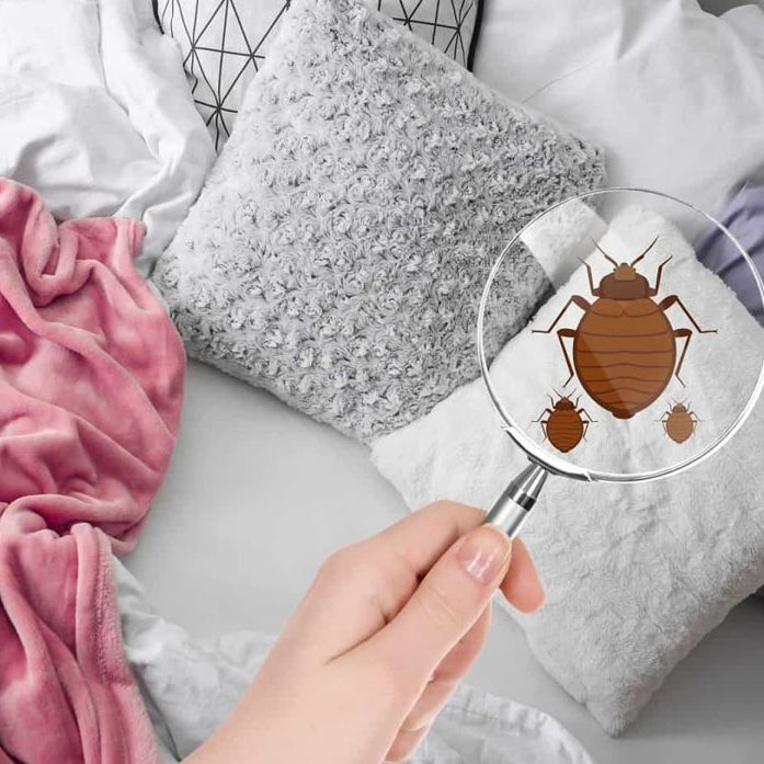 comment trouver le nid des punaises de lit