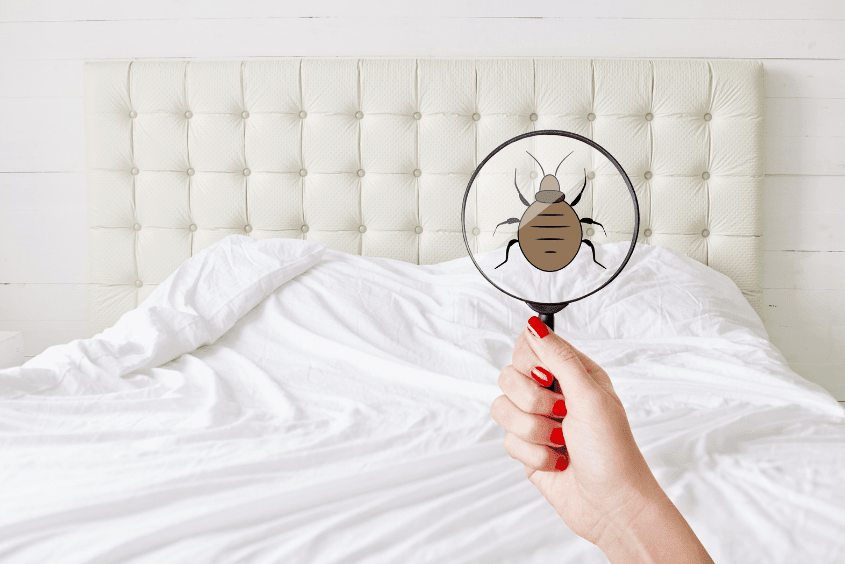d'où viennent les punaises de lit ?