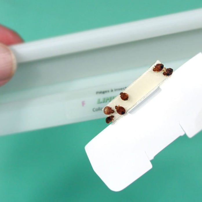 piege punaise de lit efficace