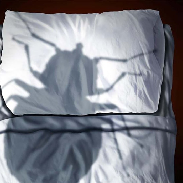 punaise dans la maison signification