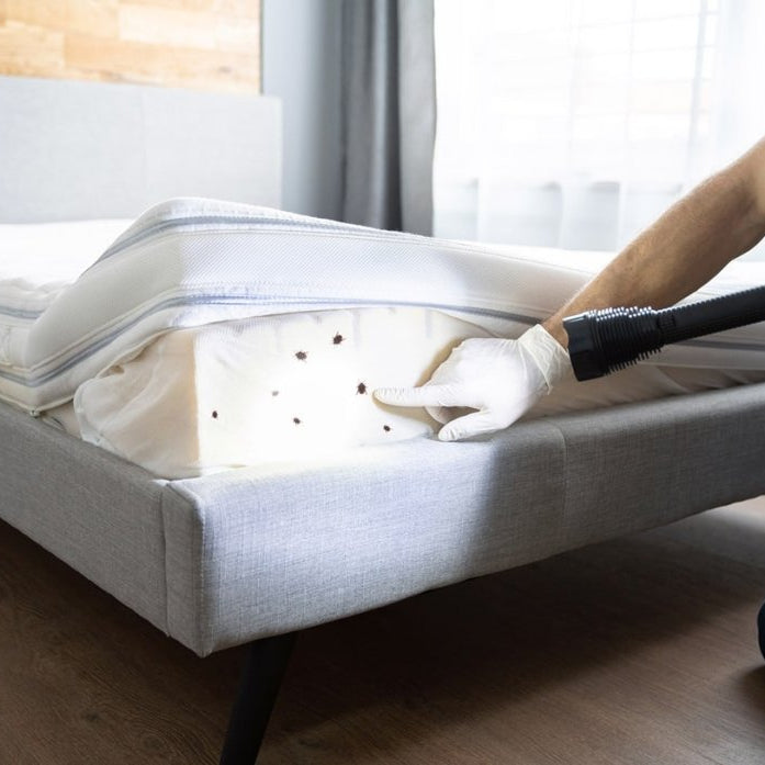 punaise de lit matelas