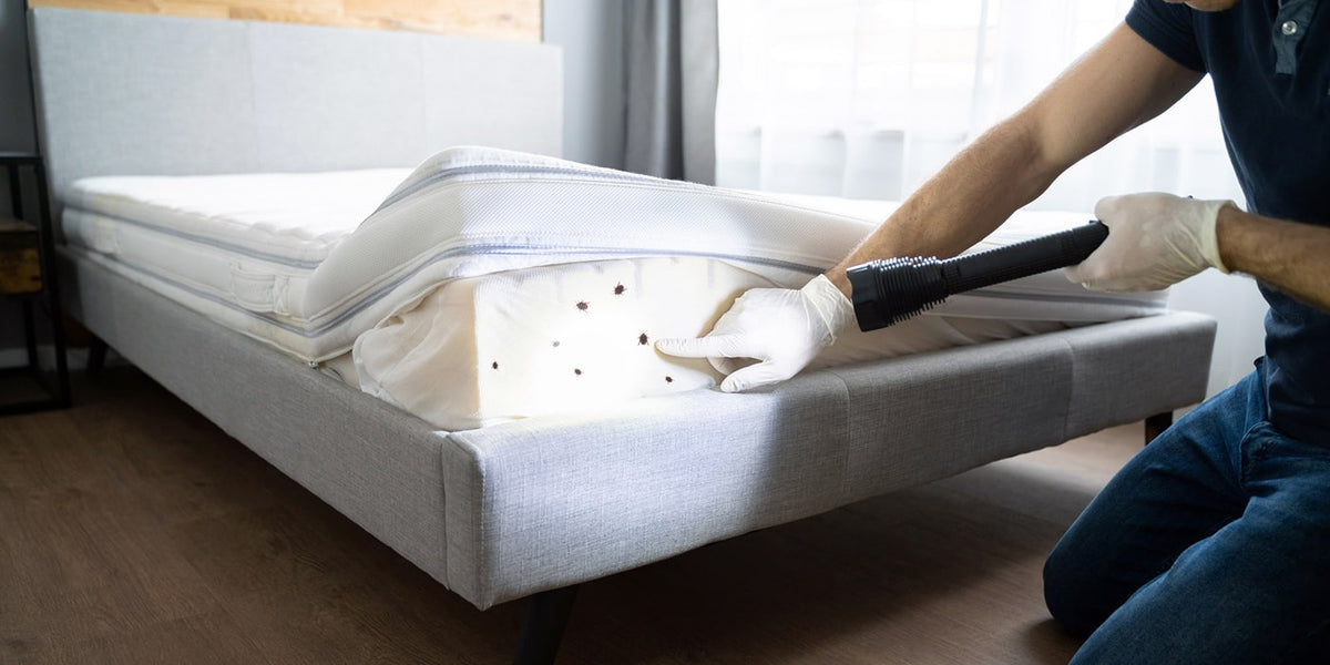 Comment éliminer les punaises de lit avec un nettoyeur aspirateur
