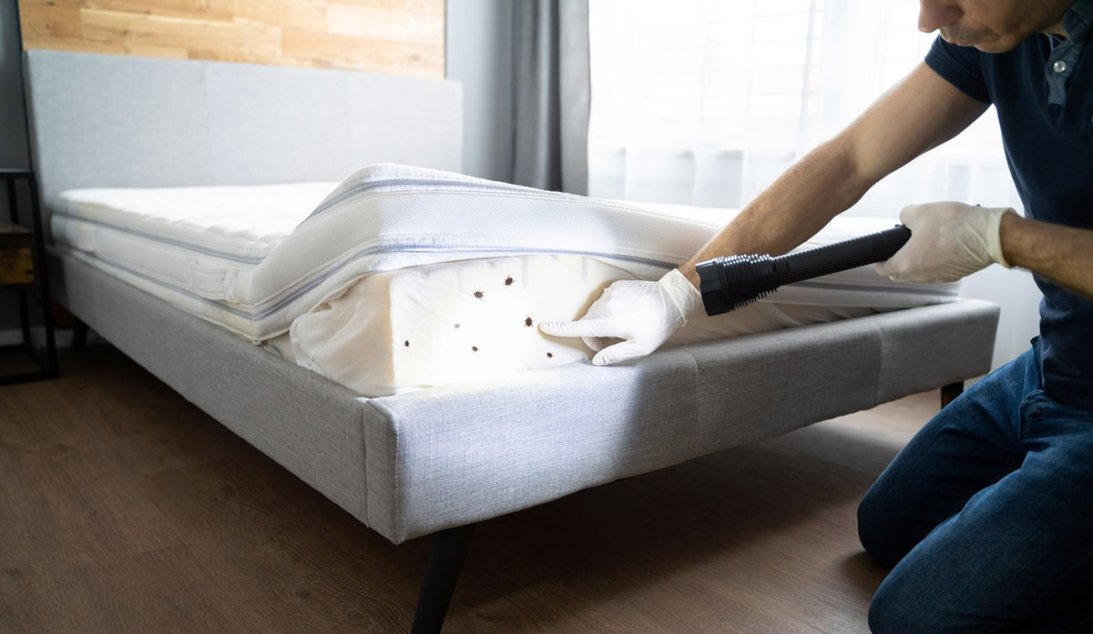 Punaises de lit dans le matelas : comment s'en débarrasser ? (Les solutions)