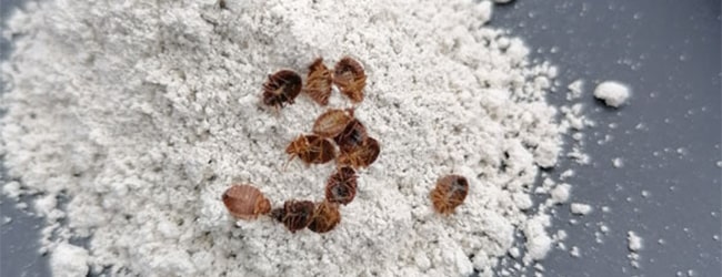 Efficacité de la terre de diatomée contre les punaises de lit - études scientifiques