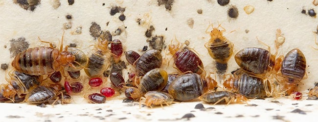 Limites de la terre de diatomée contre les punaises de lit