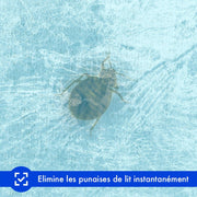 bombe froid punaise de lit