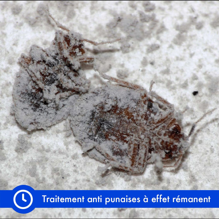 Terre de Diatomée : utilisation anti-Punaises - AlloPunaise